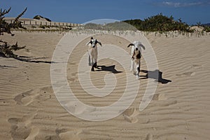 Baby Goats in the Natural park sands in Corralejo dunes,Fuerteventura,Las Palmas,Canary-Islands,Spain