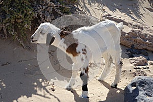 Baby Goats in the Natural park sands in Corralejo dunes,Fuerteventura,Las Palmas,Canary-Islands,Spain
