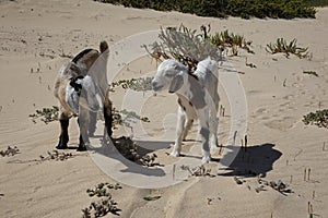 Baby Goats in the Natural park sands in Corralejo dunes,Fuerteventura,Las Palmas,Canary-Islands,Spain