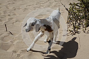 Baby Goats in the Natural park sands in Corralejo dunes,Fuerteventura,Las Palmas,Canary-Islands,Spain