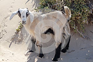 Baby Goats in the Natural park sands in Corralejo dunes,Fuerteventura,Las Palmas,Canary-Islands,Spain