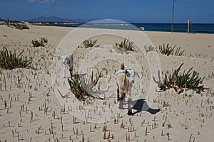 Baby Goats in the Natural park sands in Corralejo dunes,Fuerteventura,Las Palmas,Canary-Islands,Spain