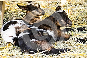 Baby goats sleeping on a farm