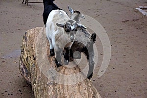 Baby goats standing on a trunk