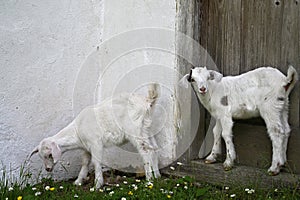 baby goats white furry animals farm photo