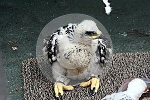 Baby Golden eagle