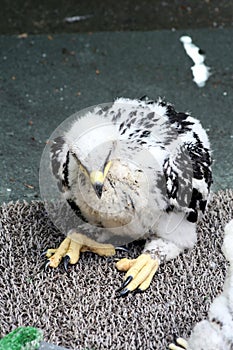 Baby Golden eagle