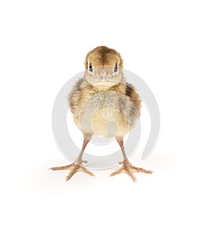 Baby Golden Pheasant.