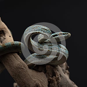 Baby of Gonyosoma frenatum crawls on branch. Blue snake with yellow eyes studio shot on black background. Exotic pet.