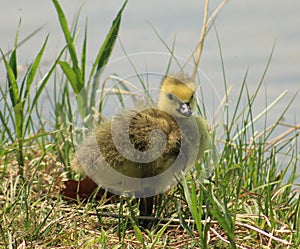 Baby Goose