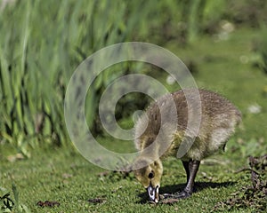 A baby goose eating grass in the park