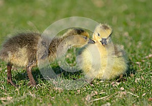 Young gosling nipping on its sibling photo