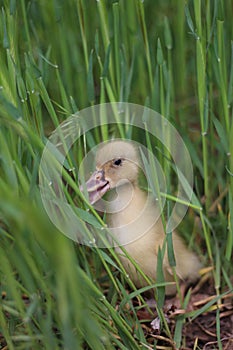 Baby goose, goose chicks goslings