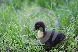 Baby goose, goose chicks goslings