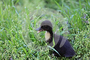 Baby goose, goose chicks goslings