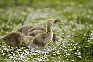 Baby goose opens beak amongst the daisies