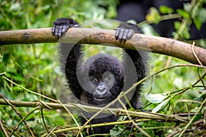 A baby gorila inside the Virunga National Park, the oldest national park in Africa. DRC, Central Africa.