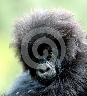 Baby gorilla