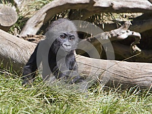 Baby Gorilla