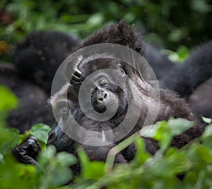 Baby gorilla in Congo rainforest