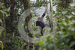 Baby gorilla in Congo rainforest