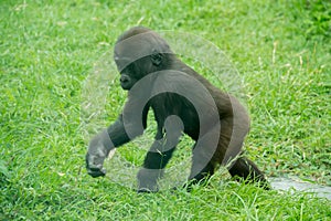 Baby gorilla cub looking for its mother