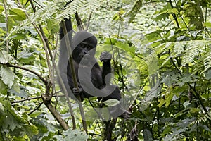 Baby gorilla handing in tree, Bwindi Impenetrable Forest National Park, Uganda