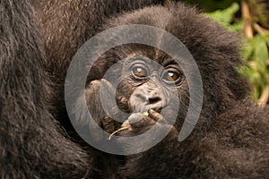 Baby gorilla held by mother chews branch