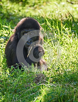 Baby Gorilla at Jersey wildlife preservation trust