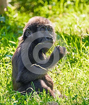 Baby Gorilla at Jersey wildlife preservation trust