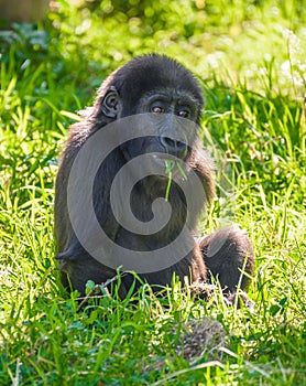 Baby Gorilla at Jersey wildlife preservation trust