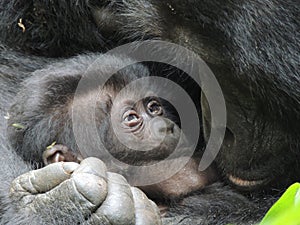 Baby gorilla and mom in Bwindi