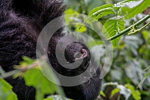 Baby Gorilla playing in Volcanoes National Park, Rwanda