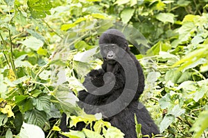 Gorilla baby on mother's back in the wild of mountain rainforest Uganda photo
