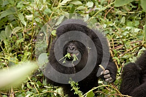 A Baby Gorilla in Rwanda photo
