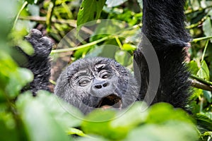 A baby gorilla screams in the impenatrable forrest of Uganda