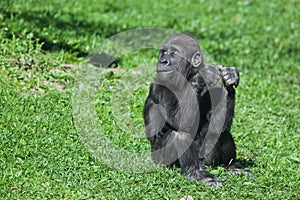 Baby gorilla sitting on a green meadow cute looks like human child anthropoid