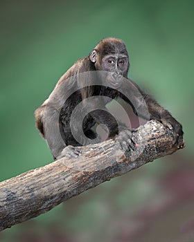 Baby gorilla on tree limb