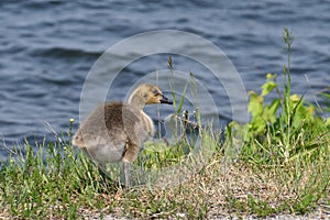 Baby gosling Canadian Goose walks along shore of lake