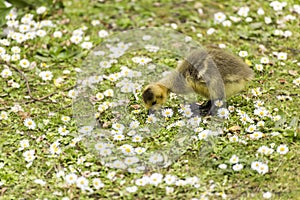 Baby Gosling Pecking For Food On The Ground Amongst A Sea Of Daisies