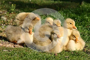 Baby goslings