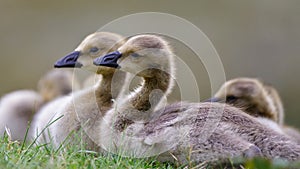 Baby Goslings