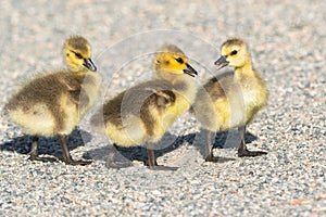 Baby Goslings crossing a gravelly path at the park.