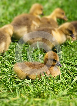 Baby goslings eating grass - Baby geese
