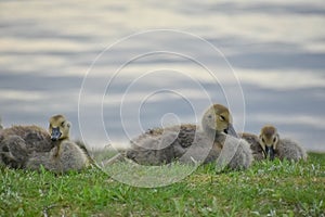 Baby Goslings Laying in Grass by Lake