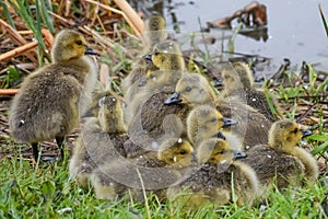 Baby Goslings in the Snow on Pell Lake photo