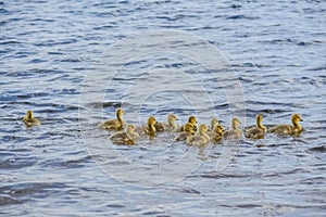 Baby Goslings Swimming in Pell Lake photo