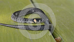 The baby grass snake Natrix natrix also known as ringed snake or water snake with traces of moulting  on the skin