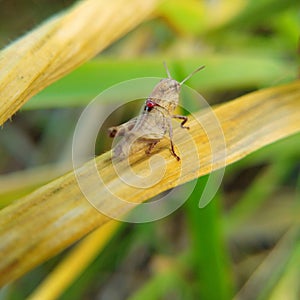 Baby grasscopper get injure on back