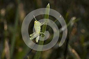 Baby Grasshopper on a blade of grass